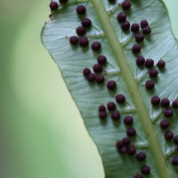 Alsophila sinuata  (Hook. & Grev.) R.M.Tryon